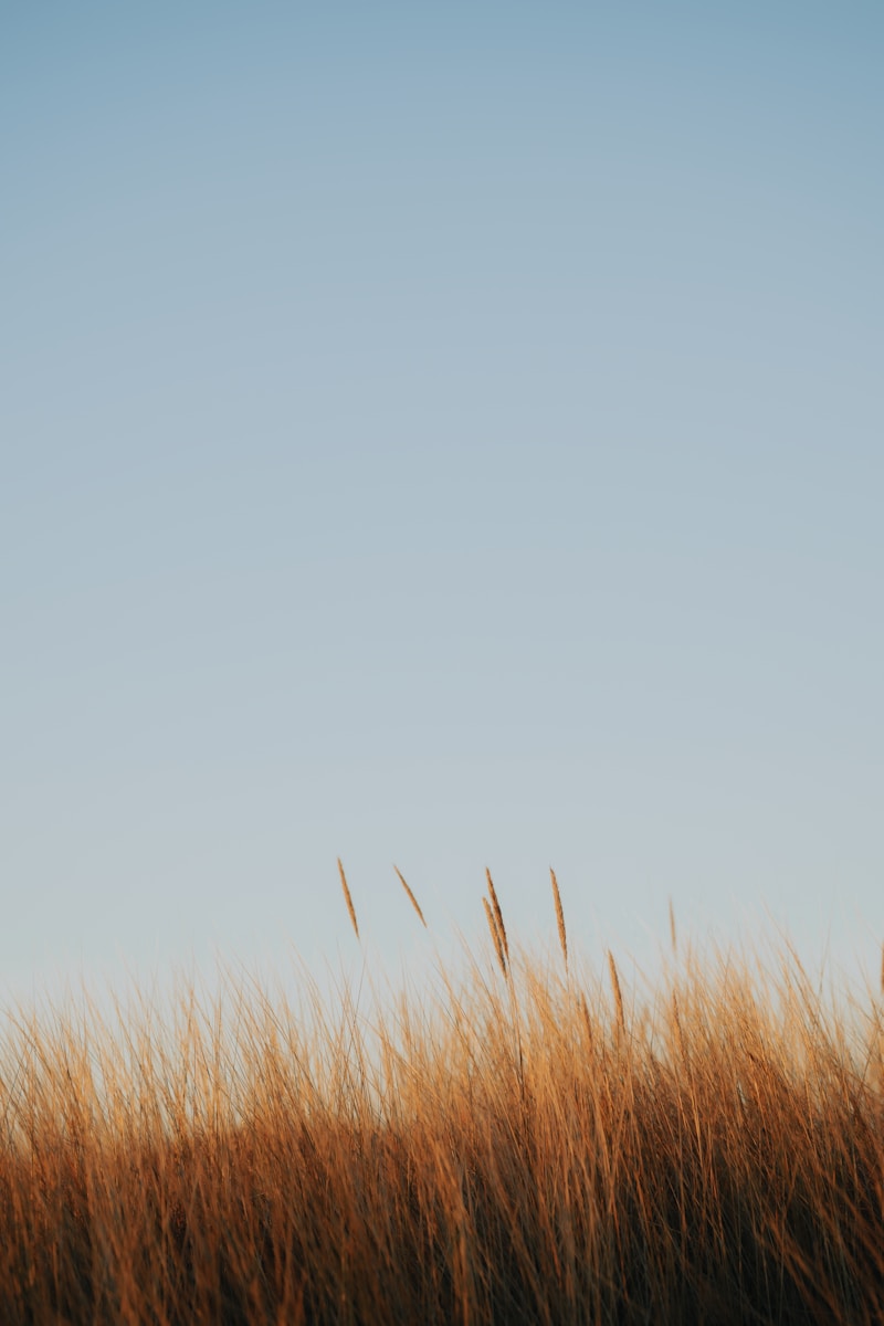 Tall dry grass against a clear blue sky